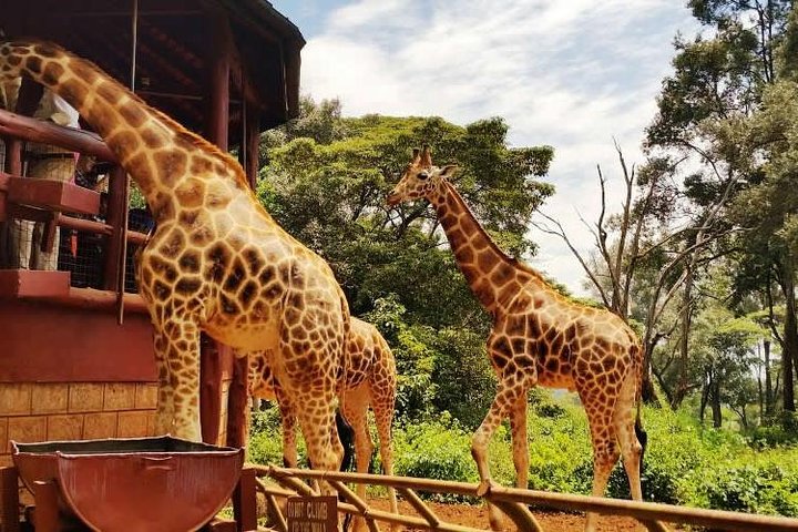 David Sheldrick Elephant Orphanage and Giraffe Center Full-Day Tour from Nairobi